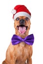 Christmas Red Miniature Pincher, zwergpinscher in Royalty Free Stock Photo