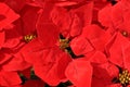 Christmas red poinsettia spurge plant Royalty Free Stock Photo