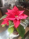 Christmas red star plant