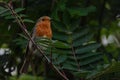 Christmas robin perched on fence