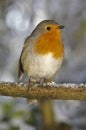 Christmas robin sat on snowy perch