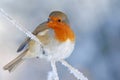 Christmas Robin In Winter