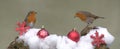 Christmas Robins Royalty Free Stock Photo