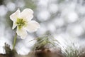 Christmas rose or black hellebore