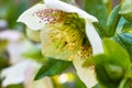White Spotted Lady Hellebore nodding flower at bloom, macro image. Bokeh