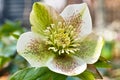 Helleborus orientalis bloom in garden, spring season nature in detail