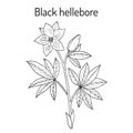 Christmas rose Helleborus niger , evergreen plant,