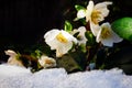 Christmas rose, Helleborus niger in the frozen snow Royalty Free Stock Photo
