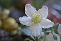 Christmas Rose Royalty Free Stock Photo