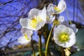 Christmas rose in the spring sun