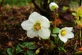 Christmas rose in the winter Royalty Free Stock Photo