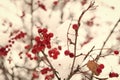 Christmas rowan berry branch. Hawthorn berries bunch. Rowanberry twig in snow. winter berry. Berries of red ash in snow Royalty Free Stock Photo