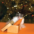 Christmas's gift for curiosity hamster