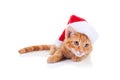 Christmas Santa Cat Royalty Free Stock Photo