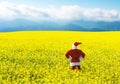 Christmas Santa Claus in blooming yellow field.