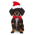 Christmas santa claus dog Royalty Free Stock Photo