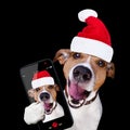 Christmas santa claus dog isolated on black selfie Royalty Free Stock Photo