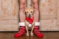 Christmas santa claus dog with owners