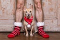 Christmas santa claus dog with owners