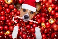 Christmas santa claus dog and xmas balls as background Royalty Free Stock Photo