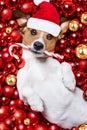 Christmas santa claus dog and xmas balls as background Royalty Free Stock Photo