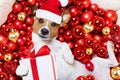 Christmas santa claus dog and xmas balls as background Royalty Free Stock Photo