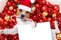 Christmas santa claus dog and xmas balls as background Royalty Free Stock Photo