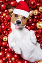 Christmas santa claus dog and xmas balls as background Royalty Free Stock Photo