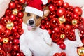 Christmas santa claus dog and xmas balls as background Royalty Free Stock Photo