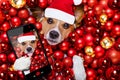 Christmas santa claus dog and xmas balls as background Royalty Free Stock Photo