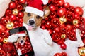 Christmas santa claus dog and xmas balls as background Royalty Free Stock Photo