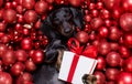 Christmas santa claus dog and xmas balls or baubles as background Royalty Free Stock Photo