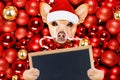 Christmas santa claus dog and xmas balls Royalty Free Stock Photo