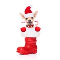 Christmas santa dog Royalty Free Stock Photo