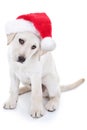Christmas Santa Dog Royalty Free Stock Photo