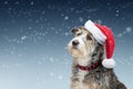 Christmas Santa Dog in Snow With Copy Space Royalty Free Stock Photo