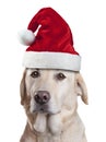 Christmas Santa Hat Dog Royalty Free Stock Photo