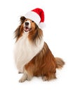 Christmas Santa Shetland Sheepdog