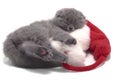 Christmas scottish fold kitty Royalty Free Stock Photo