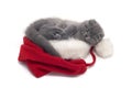 Christmas scottish fold kitty Royalty Free Stock Photo