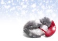 Christmas scottish fold kitty Royalty Free Stock Photo