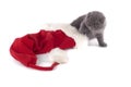 Christmas scottish fold kitty Royalty Free Stock Photo