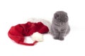 Christmas scottish fold kitty Royalty Free Stock Photo