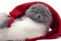 Christmas scottish fold kitty Royalty Free Stock Photo