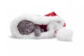 Christmas scottish fold kitty Royalty Free Stock Photo