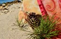 Christmas by the sea beach sand pine cones burgundy red organza throw Christmas in July Royalty Free Stock Photo