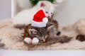 Christmas seals. A cat in a Christmas hat is sleeping Royalty Free Stock Photo