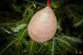 Christmas seashell ornament hanging on a festive tree branch