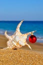 Christmas seashell on the sandy beach