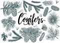 Christmas set of coniferous tree branches and cones. Vector sketch drawings of conifers. Vintage background with pine